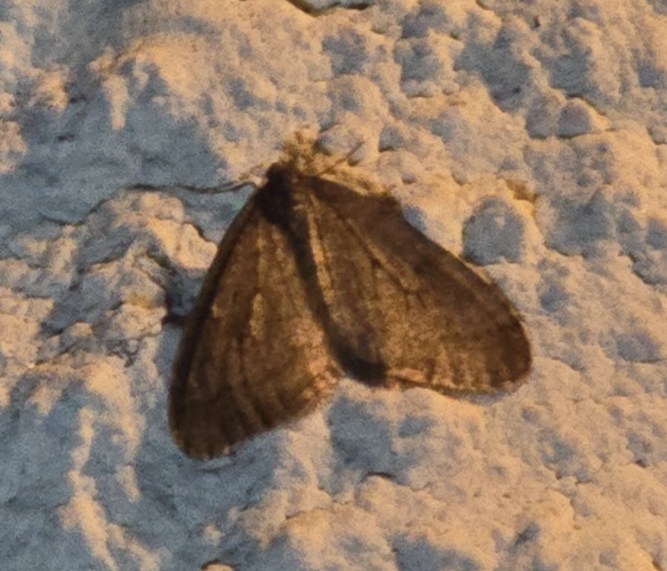 Photo of Winter Moth (Operophtera brumata)
